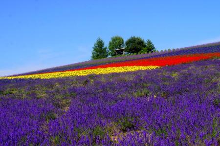 2012-7-25 富良野 124.jpg
